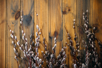 Pussy willow branches with soft catkins against a rustic wooden backdrop.