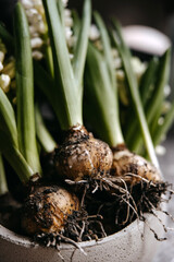 closeup of hyacinth bulbs in soil in a grey bowl, showcasing their intricate roots
