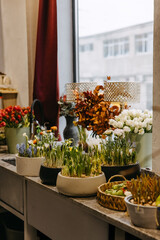 vibrant flowers and sprouting bulbs in various pots by a window at a flower shop