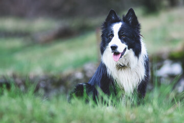 Border Collie dog in the lawn