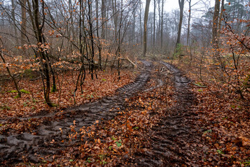 Exploitation du bois en forêt. Traces de roues dun engin de débardage