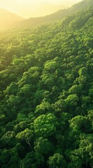 Fototapeta premium Lush green forest on a hillside bathed in warm sunlight. The dense foliage creates a textured, vibrant image. A hazy, golden light illuminates the scene, giving it a peaceful atmosphere.