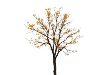 Fototapeta premium Single deciduous tree, branches reaching skyward, stark white background, deciduous, winter