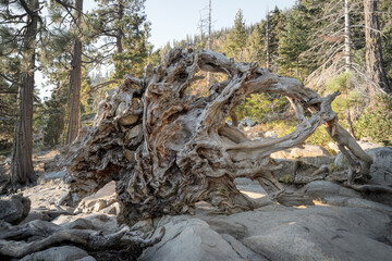 The intricate roots of a huge fallen tree, located at Lake Tahoe, California