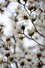 Beautiful white magnolia flowers bloom in spring