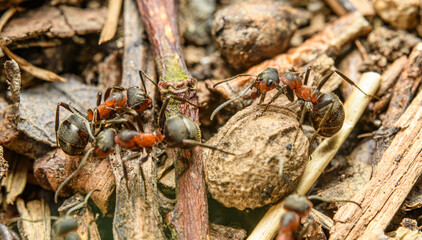 ants in detail on the ground