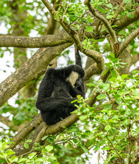 northern white-cheeked gibbon (Nomascus leucogenys) male on a tree