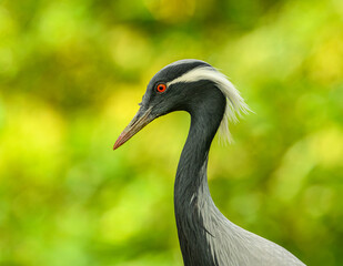 Naklejka premium demoiselle crane (Grus virgo) portrait