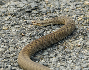 common European adder or viper (Vipera berus)