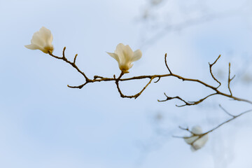 Beautiful white magnolia flowers bloom in spring