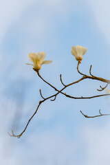 Beautiful white magnolia flowers bloom in spring