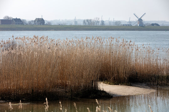Natural river bank of river the Lek with windmills of Kinderdijk in the background in the Netherlands