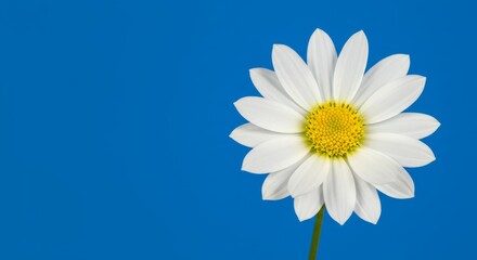 Single White Daisy on Blue Background - A single white daisy flower stands out against a vibrant blue backdrop. Perfect for spring, summer, or nature themes