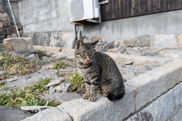 塀の上でくつろぐ可愛い野良猫