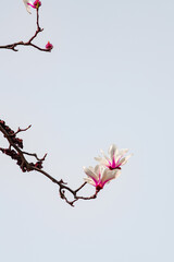 Beautiful white magnolia flowers bloom in spring