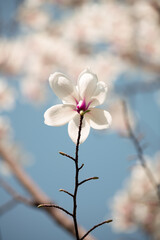 Beautiful white magnolia flowers bloom in spring