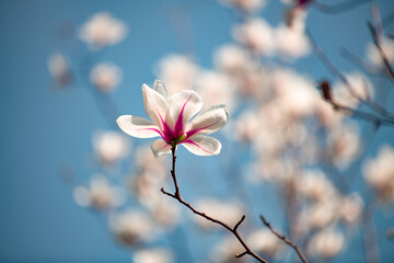 Beautiful white magnolia flowers bloom in spring