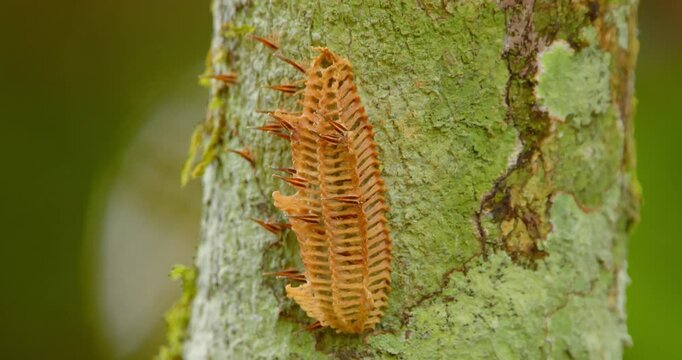 Close-up of Hemiptera ootheca with Fulgoridae nymphs hatching on a tree in Peru&rsquo;s tropical jungle.