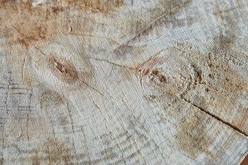 Wooden construction. Cross section of the log end with pattern and texture.