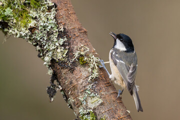 Coal Tit, Dumfries & Galloway, Scotland