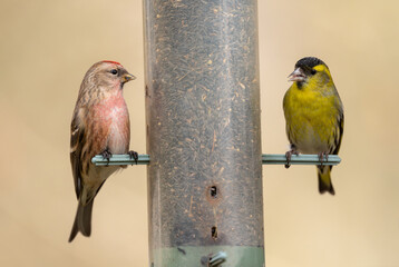 Redpol and Siskin on Niger seed feeder, Dumfries & Galloway, Scotland