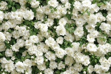 Mock Orange Shrub Blossom. White Jasmine Flowers Blooming on Decorative Shrub Plant
