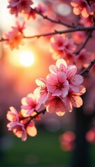 Obraz premium Golden hour sunlight filtering through blossoming cherry blossom tree, sunlight, cherry blossom