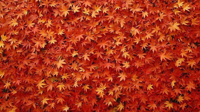 Fall foliage in a dense maple canopy