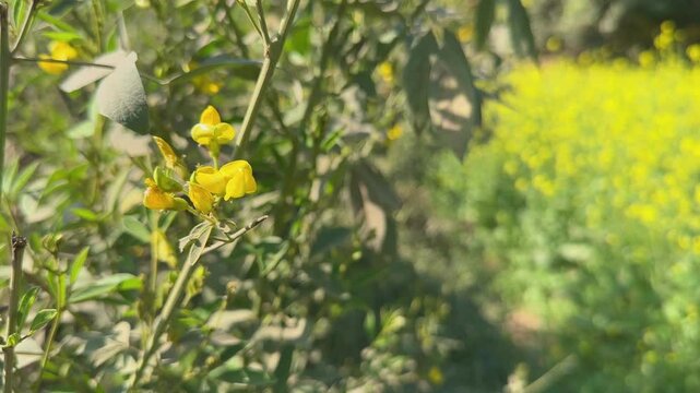 Pigeon pea flowering at the field, pigeon pea or toor dal is a perennial legume from the family Fabaceae native to the Eastern Hemisphere.