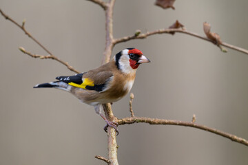 Fototapeta premium Goldfinch, Dumfries & Galloway, Scotland