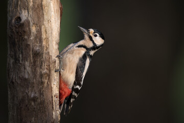 Greater Spotted Woodpecker, Dumfries & Galloway, Scotland