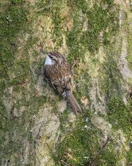 Treecreeper, Dumfries & Galloway, Scotland