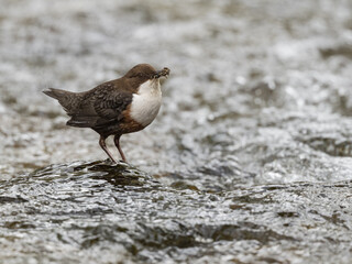 Dipper, Skyreburn, Dumfries & Galloway, Scotland
