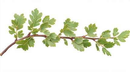 branch of birch with leaves