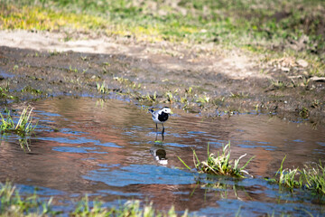 White wagtail (Motacilla alba) entered the water. White Wagtails begin spring migration. Bird, animal idea concept. Ornithology. Reflection. 