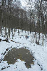 Tourists snow-covered forest. Three friends are traveling through a mountain winter forest. The concept of hiking and an active lifestyle. Vertical background for presentations and stories. Cloudy day