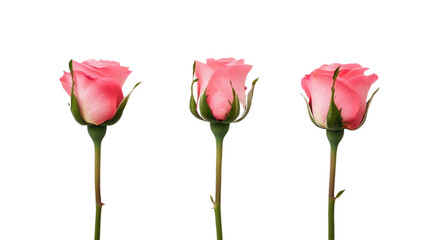 Obraz premium Three elegant pink roses stand in a line, displaying their soft petals and green stems. The simple arrangement highlights their beauty and freshness, perfect for any floral arrangement