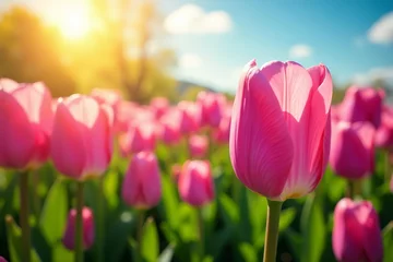 A field of pink and purple tulips under the spring sun, flowers, blooming