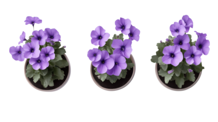 Beautiful purple pansy flowers in pots arranged in a line on a white background, showcasing their vibrant colors and delicate petals