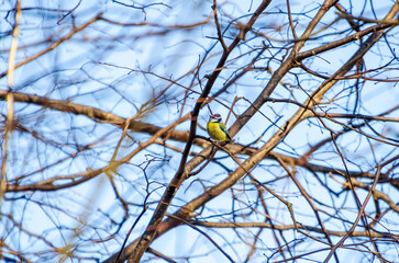 A vibrant blue tit is resting on tangled branches. Bird in motion, calm mood, telephoto shot, mid-branch position, forest area,  wildlife moment.