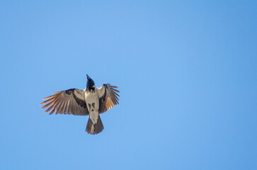 A majestic hooded crow soaring gracefully across the endless blue spring sky. Bird in flight, serene mood, low-angle shot, skyward position, open sky, freedom concept.