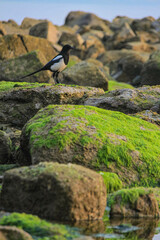 The magpie stands on the seaside rocks.