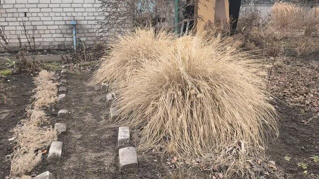 Ornamental bush in the garden. Yellow dry grass bush. Ornamental reed. Dry grass stems sway in the wind.