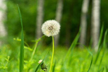 Dandelions are fluffy and beautiful in the field close-up. A background of dandelions in the warm sunset light. The concept of summer, freedom, and lightness. Atmospheric summer macro background.