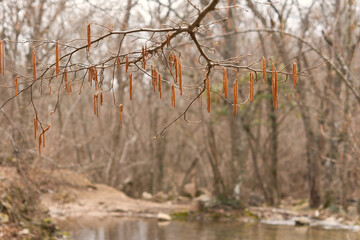Alder blossoms in close-up. Natural spring background in shades of brown in 2025. Delicate earrings hang from fragile twigs. The concept of awakening nature, spring warmth and sun. Blurred background