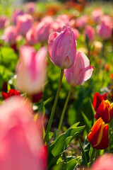 Pink tulips garden close-up in the bright rays of the sun. Delicate spring flowers bloomed in the garden. Natural colorful background of the park. A postcard of delicate flowers. Mother's Day Concept