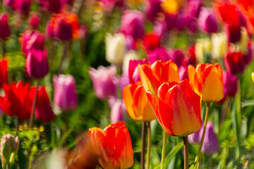 Spring flowers tulips close-up in the garden.