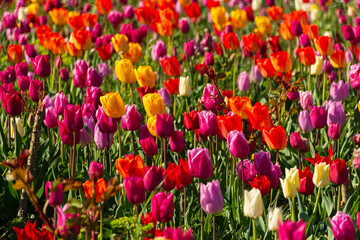 Spring flowers tulips close-up in the garden. Bright multicolored background in the sunlight. Full frame with blurred background. The concept of a holiday, Mother's Day, women's day. Landscaping parks