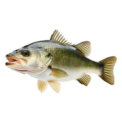 Fototapeta premium Impressive largemouth bass in a dynamic pose