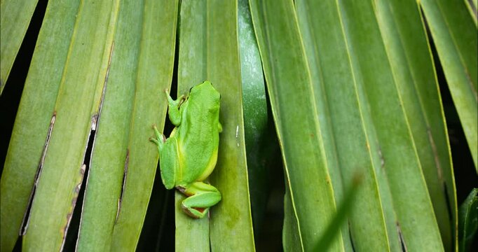 Green tree frog or tree frog on a palm tree close-up
